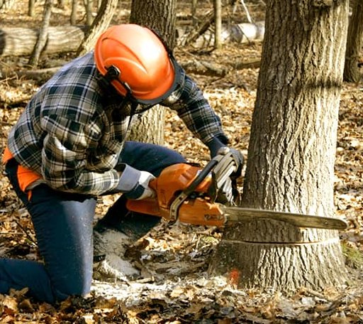 Tree Removal in Finland, MN
